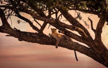 4 Day Fabulous Tanzania Adventure Safari Tour