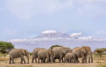 Jambo 6Day Masai Mara - Lake Nakuru - Amboseli Midrange Safari Tour