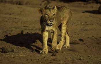 8Day Kenya Mt Kenya Nature - Wilderness Budget - Mid Range Safari Tour