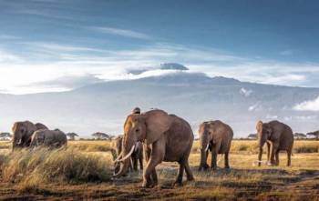 10 Day Best Of Kenyan Safari Tour