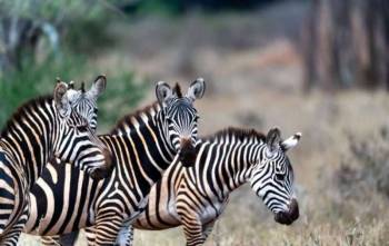 Samburu Tour Packages