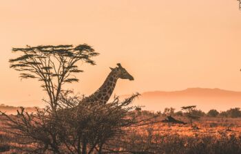 2 Nights - 3 Days Maasai Mara Safari - Bronze Package