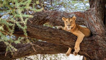 Tanzania Big Five Safari – 5 Days Tarangire - Serengeti