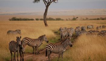 Safari - Volunteer 10 Days Safari Tour
