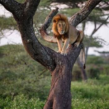 Ngorongoro Tour Packages
