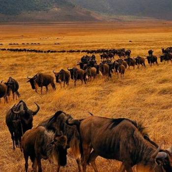 7 Days Ndutu Spectacular Migration Safari Tour