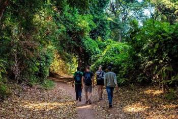 Rau Forest Monkey Tour