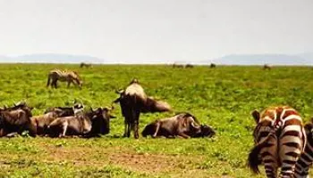 Mount Kilimanjaro Climbing Via Marangu Route 7N - 8D Tour