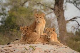 Epic South Africa – 10-Day Adventure