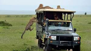 Kenya 7 Day Safari & Beach Escape