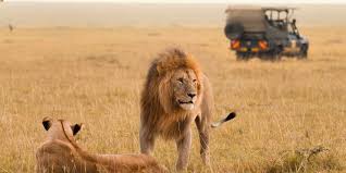 Kenya 7 Day Safari & Beach Escape