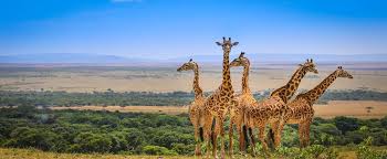 Kenya 7 Day Safari & Beach Escape
