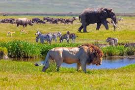 Kilimanjaro Tour Packages