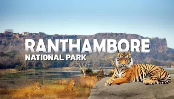 Rajasthan Jaipur(2N),  Ranthambore(2N) Holiday Package