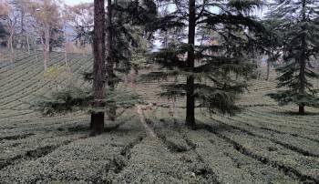 07 NIGHTS 08 DAYS - DELIGHTFUL HIMACHAL HOLIDAY PACKAGE FROM PATHANKOT