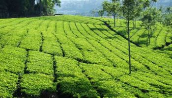 2 Nights /3 Days Ooty Tour Package