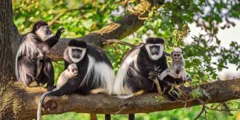 5 Days Tanzania Luxury Classic Lodge Safari Tour