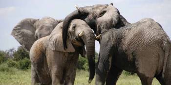 4 Days Tanzania Luxury Safari The Authentic Northern Tanzania Tour