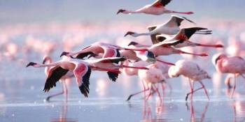 6 Days Tanzania Luxury Scenic Lodge Safari Tour