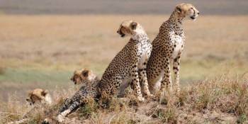 8 Days Tanzania Luxury Safari Great Migration And Mara River Crossing Tour