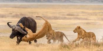 3 Days Tanzania Lodge Safaris Tarangire And Ngorongoro Crater Tour