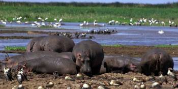 Ngorongoro Tour Packages