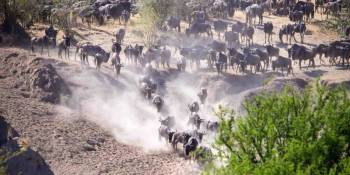 9 Days Tanzania Camping Safari Wildebeest Migration Tour