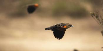 Ngorongoro Crater Birding Tour