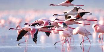 Lake Manyara National Park Birding Tour