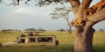 5 Day Fly-In And Drive Out Serengeti Safari Tour
