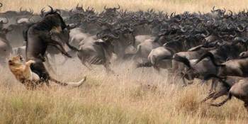 4 Days Tanzania Family Safari Tour