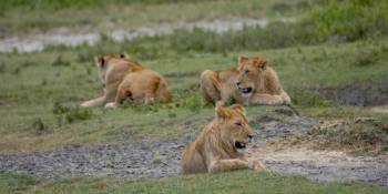 Manyara Tour Packages