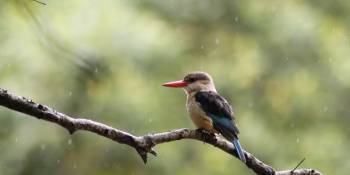 10 Days Bird Photography Tour