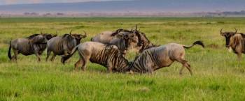 6 Days Migration Western Corridor Tour