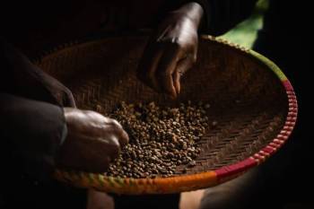 Materuni Coffee Plantation Day Trip