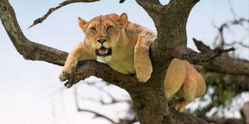 Lake Manyara National Park Day Trip