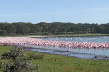 5 Days Best Of Kenya Rift Valley Lakes Safari Tour