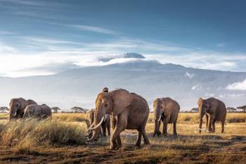 2 Day Safari To Kenya Amboseli National Park Tour