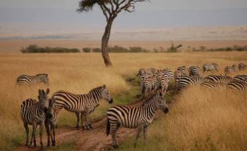 2 Day Lake Nakuru And Hell's Gate Kenya Tour