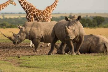2 Day Kenya Safari To Ol Pejeta Conservancy Tour