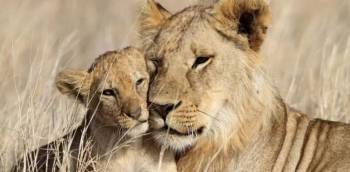 5 Days Tanzania Safari Tour