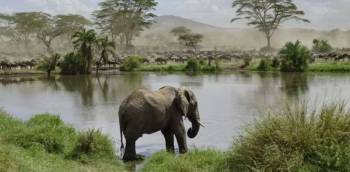 4 Days Safari - Lake Manyara - Serengeti - Ngorongoro Tour
