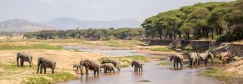 3 Days Safari - Lake Manyara - Ngorongoro Conservation Area - Tarangire National Park Tour