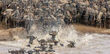 2 Days Safari - Arusha National Park - Tarangire National Park Tour