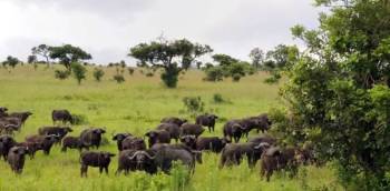 Ngorongoro Tour Packages