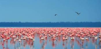 5 Days Lake Nakuru - Maasai Mara - Lake Naivasha Tour