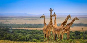 One Day Safari Nairobi National Park Tour