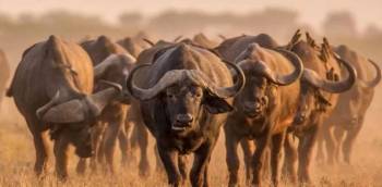 Nairobi National Park Tour
