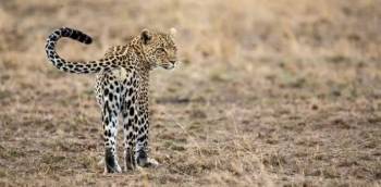 Amboseli National Park Tour