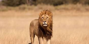 3 Days Queen Elizabeth National Park Tour